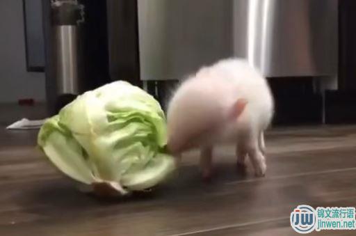 好白菜都让猪拱了是什么意思