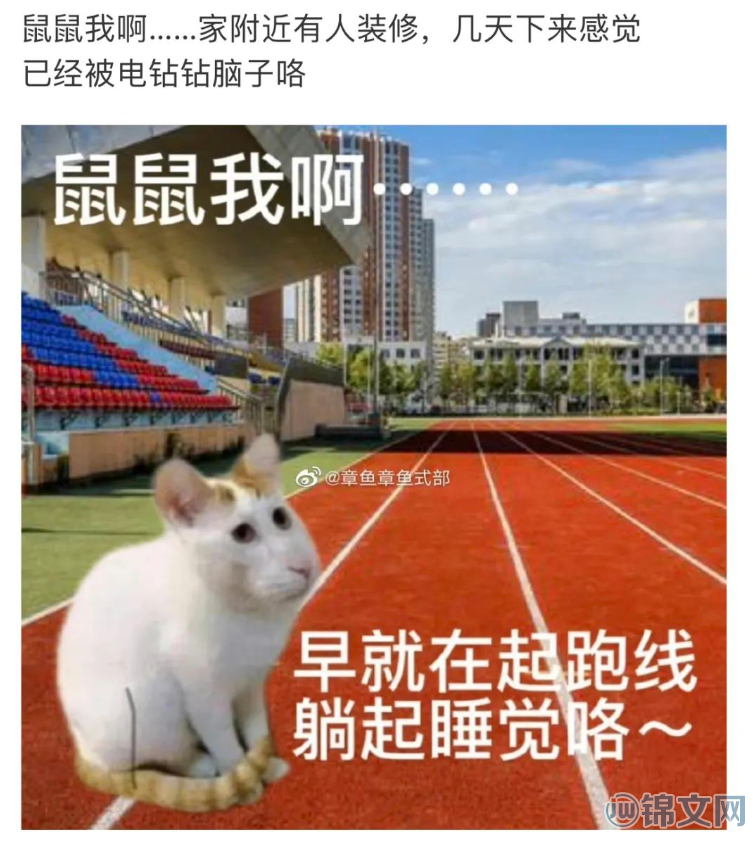 鼠鼠文学