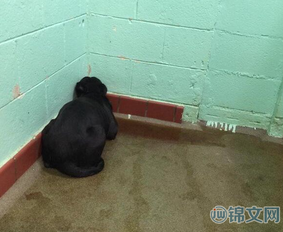 九十度青年